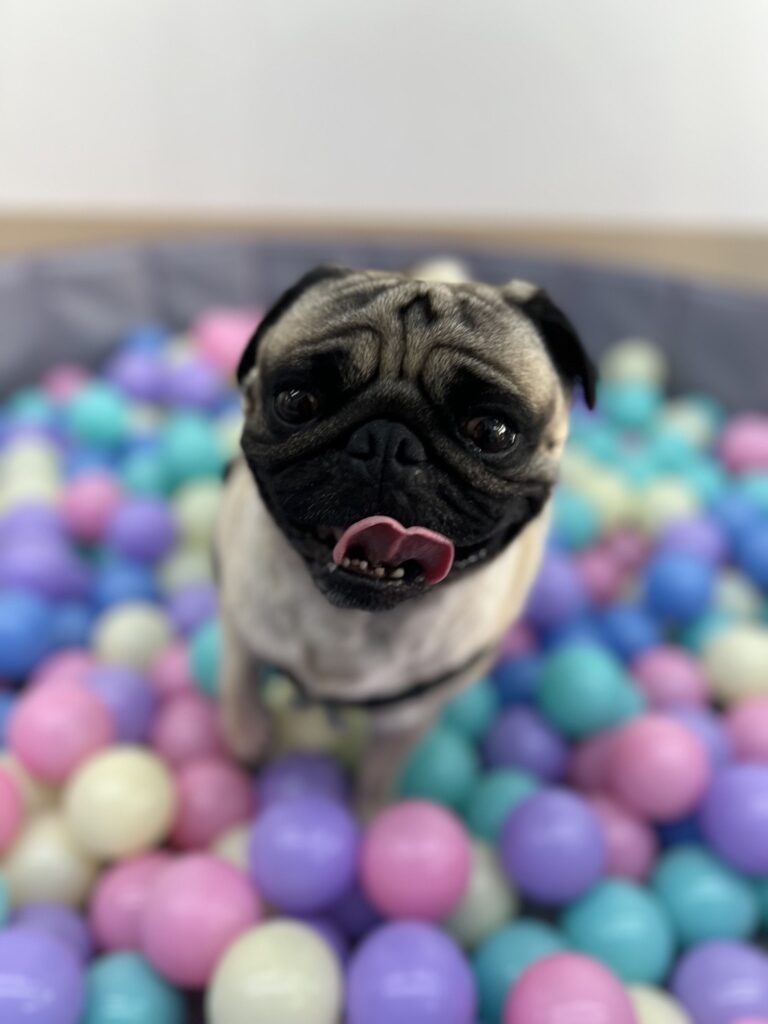 IMG 0532 768x1024