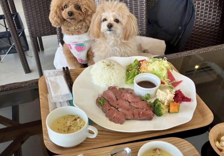 48376640 FB45 40BD B9B5 6EB71CDFC301 768x537