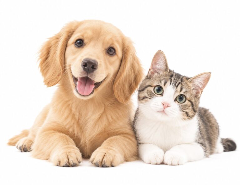 IMG 8738 60 768x592